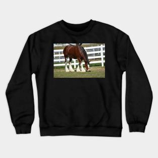 Clydesdale Crewneck Sweatshirt